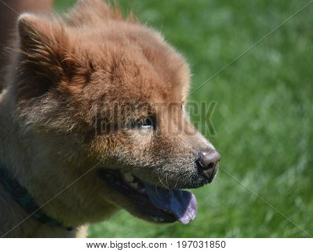 Scenic Side View of a Panting Chow Puppy