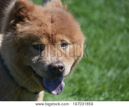 Adorable Panting Little Chow Puppy in the Sun