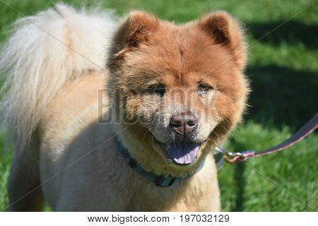 Lovable Brown Chow Puppy in the Summer