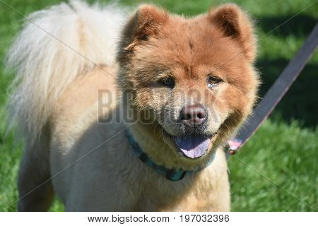 Adorable Little Chow Puppy Ready for a Nap
