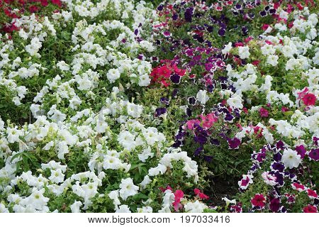 field of flowers of different shades of purple, white