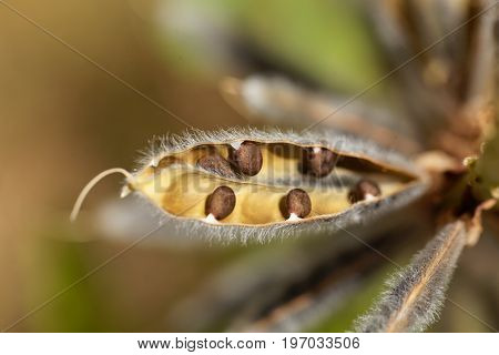 Seeds of a narrow leaved lupin Lupinus angustifolius.