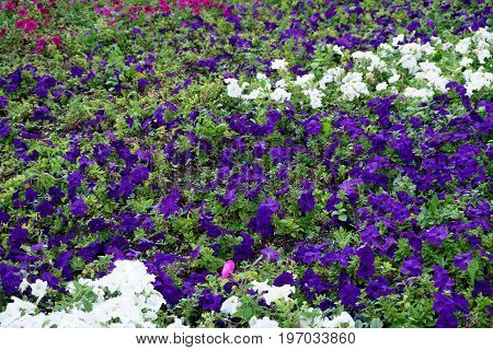 Field Of Flowers Of Different Shades Of Purple, White