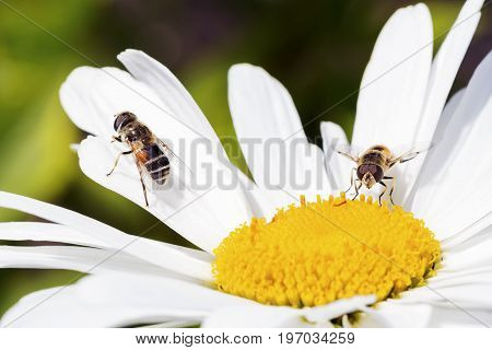 Bees sitting on camomile. Macro photo. White flower. Life of insects
