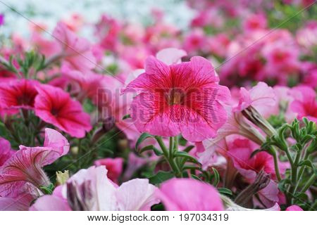 Field Of Flowers Of Different Shades Of Purple, White