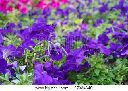 Field Of Flowers Of Different Shades Of Purple, White