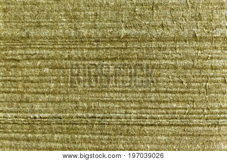 Bark of a European beech Fagus sylvatica.