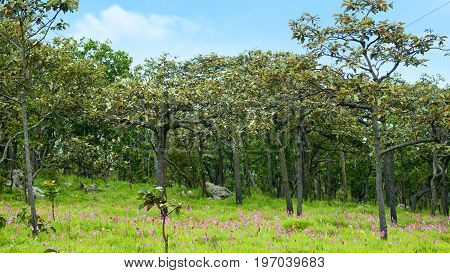 Siam Tulips Flowers Blooming In Meadow Of Pahinngam National Park ,chaiyapoom,thailand