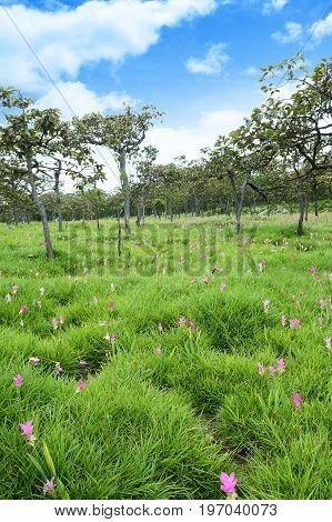 Siam Tulips Flowers Blooming In Meadow Of Pahinngam National Park ,chaiyapoom,thailand