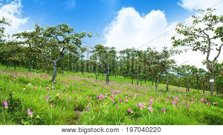 Siam Tulips Flowers Blooming In Meadow Of Pahinngam National Park ,chaiyapoom,thailand