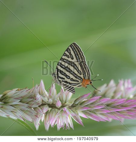 The Small Long-banded Silverline ,beautiful Butterfly As Background