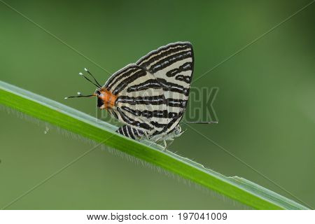 The Small Long-banded Silverline ,beautiful Butterfly As Background