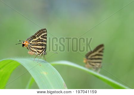 The Small Long-banded Silverline ,beautiful Butterfly As Background