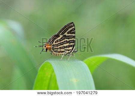 The Small Long-banded Silverline ,beautiful Butterfly As Background