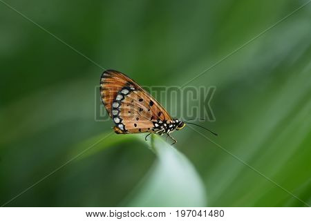Beautiful butterfly on Twigs (Common tiger butterfly)