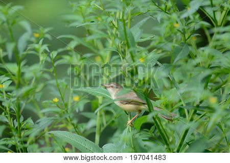 Bird Perching On Green Leaf In Garden : Plain Prinia