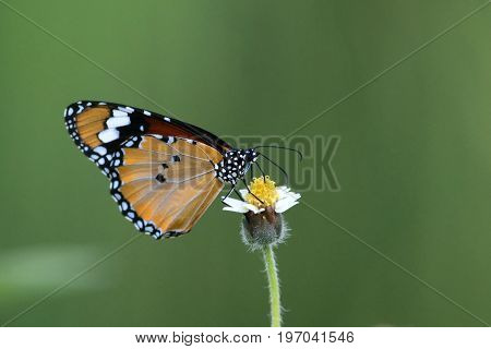 Butterfly Common Tiger Perching On Beautiful Flower As Background