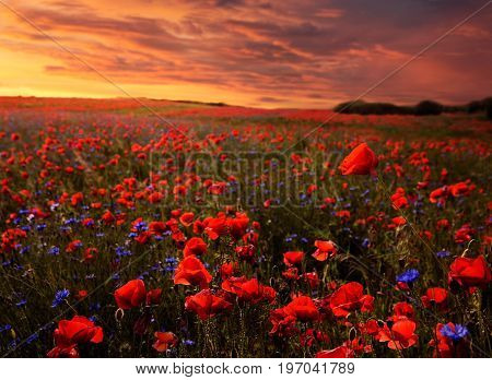 Beautiful poopy seed field at the sunset with copy space