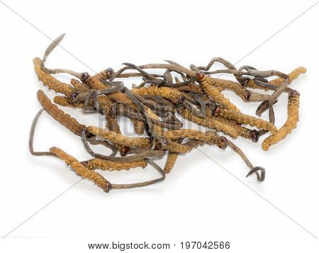This herbal is name OPHIOCORDYCEPS SINENSI this a king of herbs. Medicinal properties in the treatment of diseases. Viagra of Oriental.