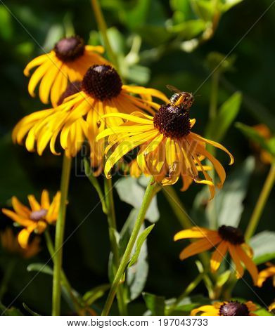 Close up of Black-eyed susan flowers in the garden, with a bee sipping nectar from one of the flowers