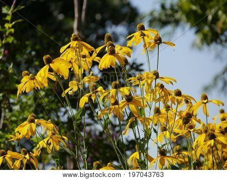 Patch of Black-eyed susan flowers in a garden, with blurred background