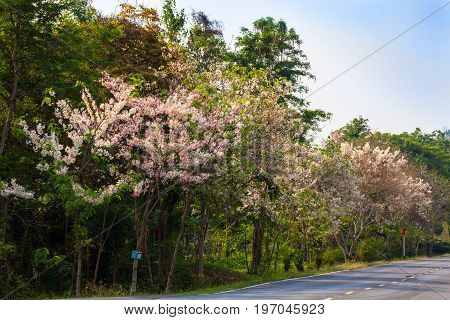 Wild Himalayan Cherry Flower