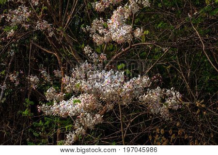 Wild Himalayan Cherry Flower