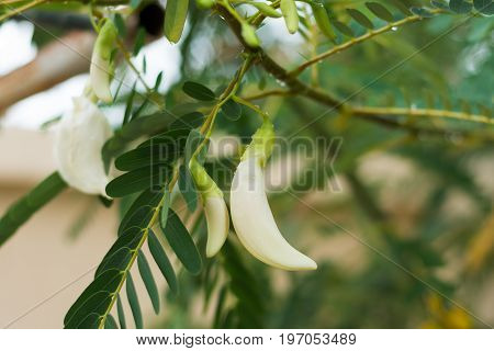 White Agasta Flower On Tree.