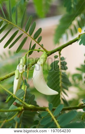 White Agasta Flower On Tree.