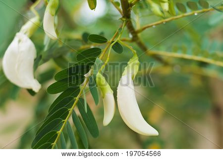 White Agasta Flower On Tree.