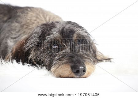 Dachshund Lying