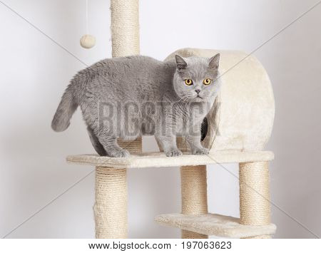 British Shorthair