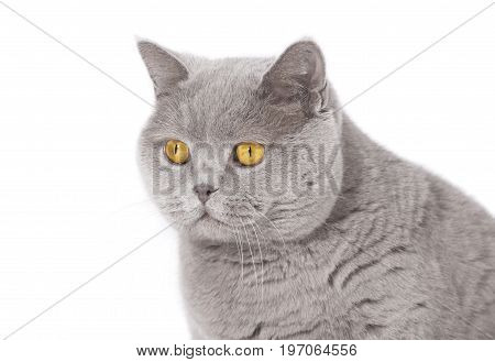 British Shorthair Isolated