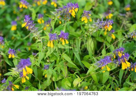Wood cow wheat flowers (Melampyrum nemorosum) in the green summer meadow.