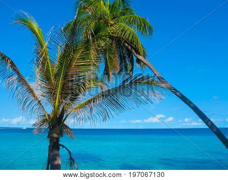 The palms at Embudu Village Island, Maledives, Indian Ocean