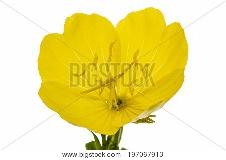 Yellow Flower Of Evening Primrose, Lat. Oenothera, Isolated On White Background