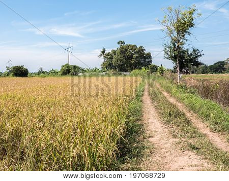 Golden paddy field for ready to harvest in the countryside near the electrical pole Northern of Thailand.