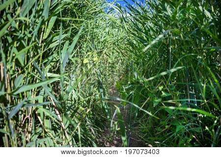 The path in the green reeds. Background of green reeds with bulrushes.