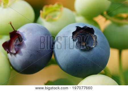 Blueberry (Vaccinium myrtillus), fruits of summer season