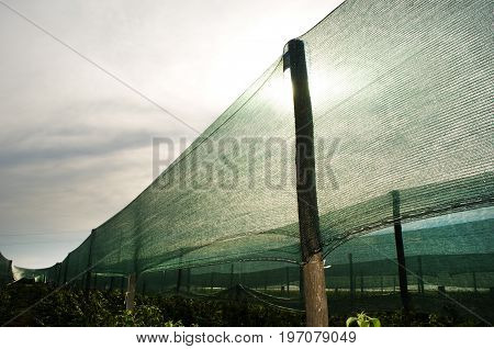 Setting sunbathing and anti-ice net over an orchard
