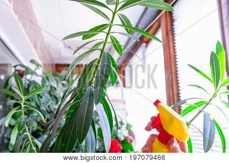 Adult Female Hands Spraying Water On Indoor House Plant. Household Concept. Selective Focus