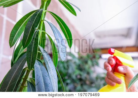 Adult Female Hands Spraying Water On Indoor House Plant. Household Concept. Selective Focus