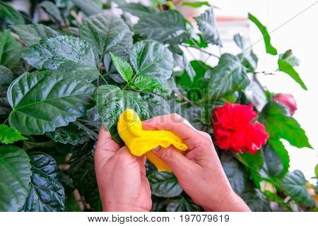 Household Concept Of Takes Care Of Indoor Plants. Adult Female Hands Wipes A Rag A Blooming Hibiscus
