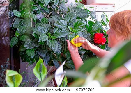 Household Concept Of Takes Care Of Indoor Plants. Adult Female Hands Wipes A Rag A Blooming Hibiscus