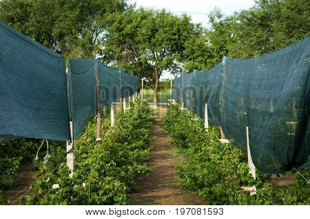 Setting sunbathing and anti-ice net over an orchard