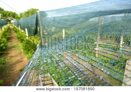 Setting sunbathing and anti-ice net over an orchard