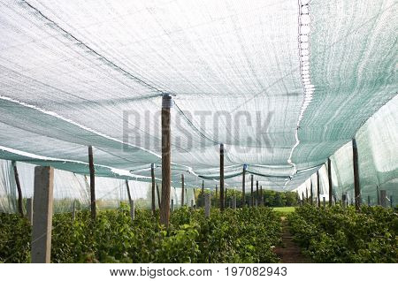 Setting sunbathing and anti-ice net over an orchard