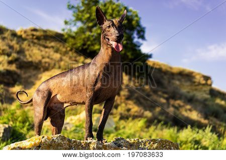 One Mexican Hairless Dog (xoloitzcuintle Xolo) stands at sunset against a backdrop of stone hills and blue sky