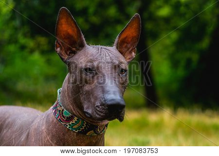 Close-up portrait One Mexican hairless dog in a collar (xoloitzcuintle Xolo) on a background of green grass and trees in a park