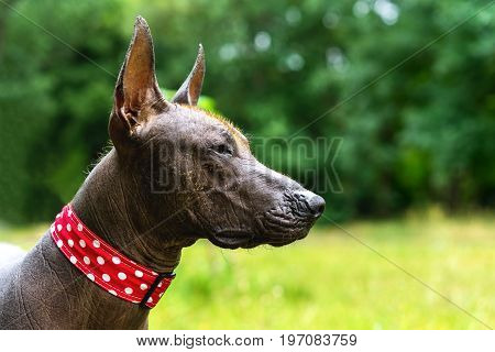 Close-up portrait A Mexican Hairless dog in lovely collar (xoloitzcuintle Xolo) on a background of green grass and trees in the park